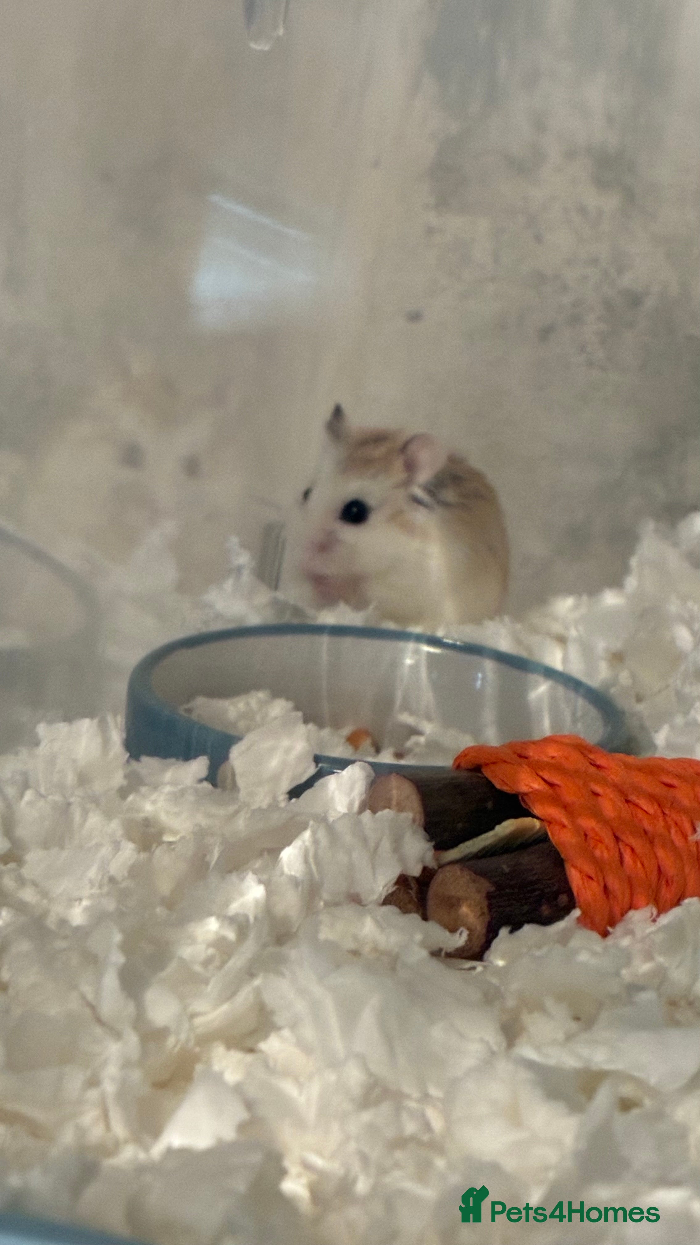 Hamster rodents Dwarf rob hamster  in Barnsley - Advert 1