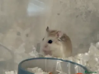 Hamster rodents Dwarf rob hamster in Barnsley - Advert 1