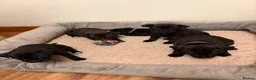 Staffordshire Bull Terrier dogs for sale: KC Reg/DNA Clear Brindle Staffordshire Puppies. - Advert 13