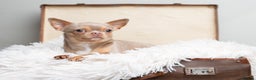 Chihuahua dogs for sale: Chihuahua Boy Looking for His Forever Home - Advert 2