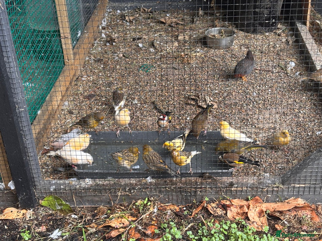 Canaries birds for sale: Canary/goldfinches/greenfinches  - Image 10