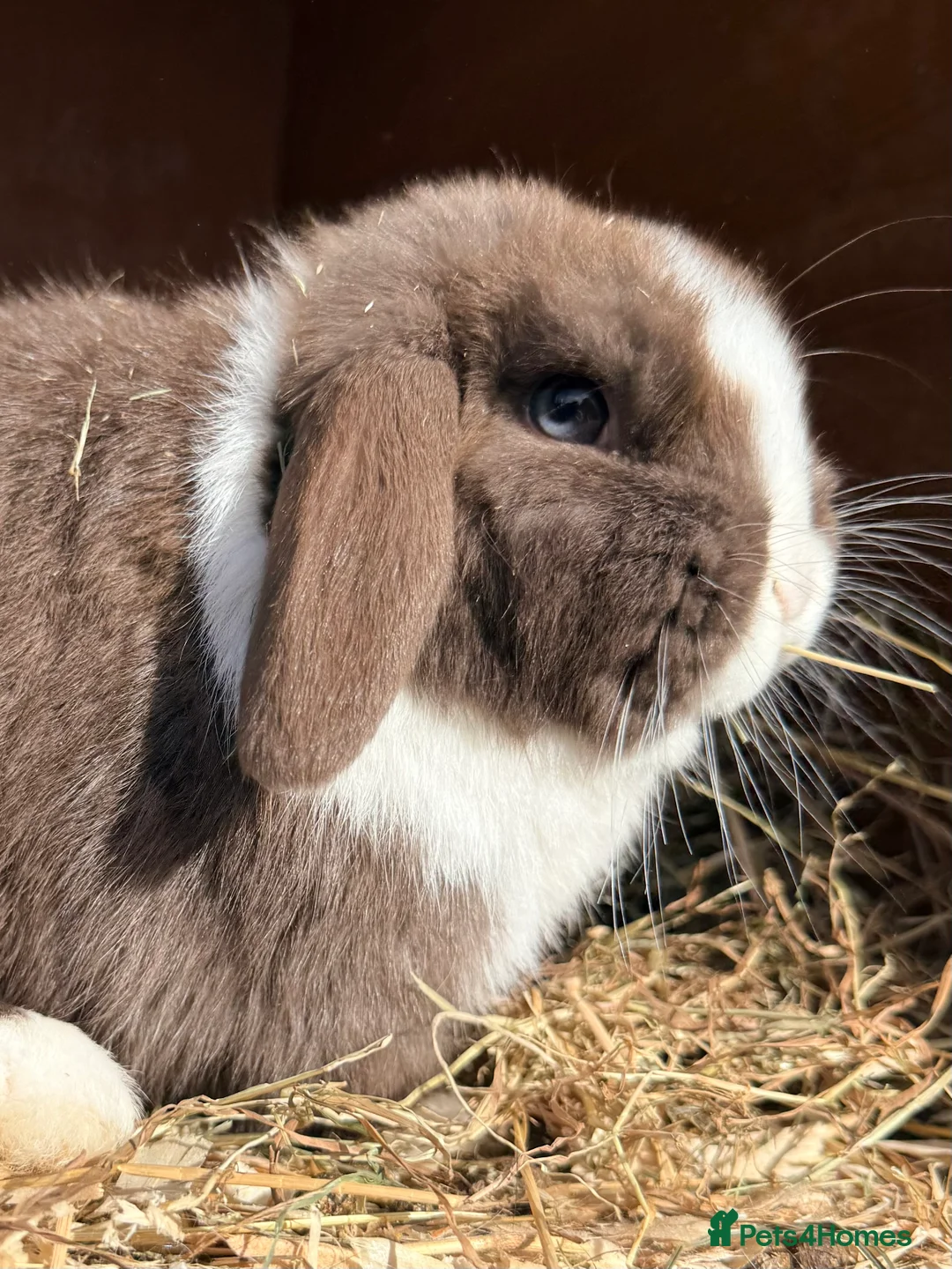Mini Lop rabbits for sale: Baby mini lop - Advert 1