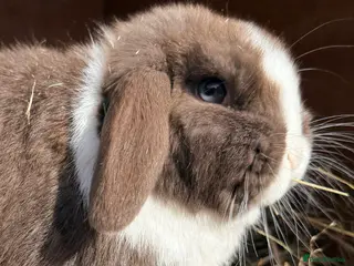 Mini Lop rabbits Baby mini lop - Advert 1