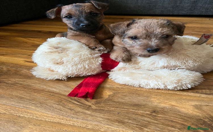 Lakeland Terrier dogs - Advert 4