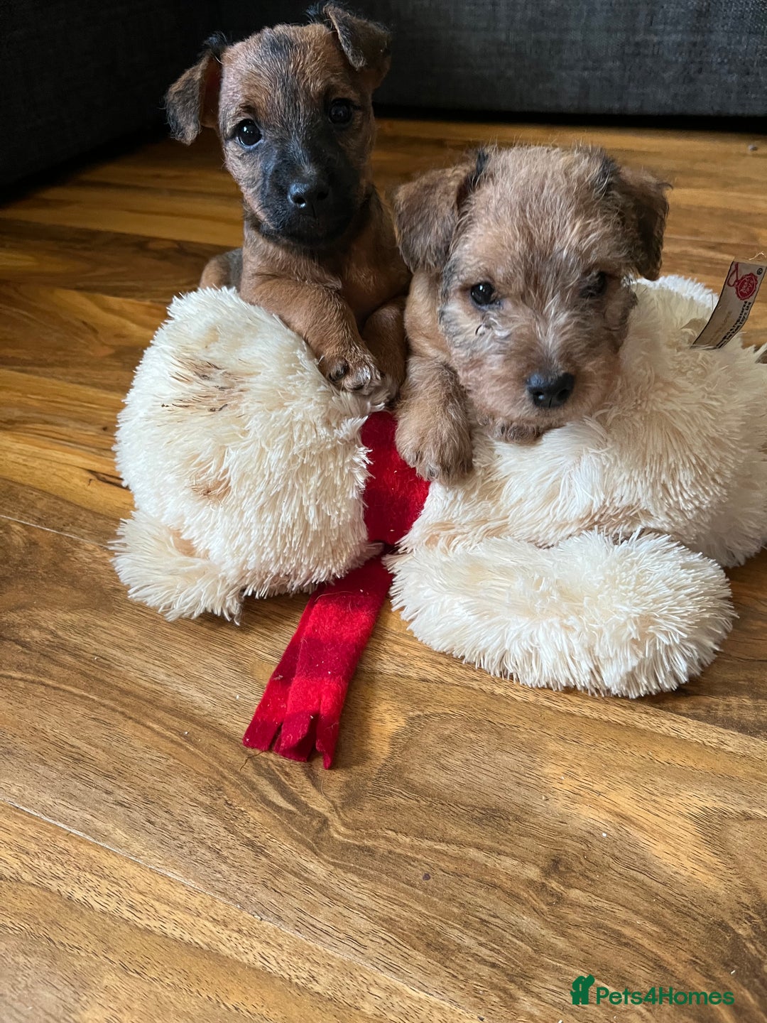 Lakeland Terrier Puppies for sale Pets4Homes