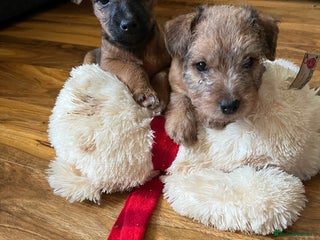 Lakeland Terrier dogs - Advert 6