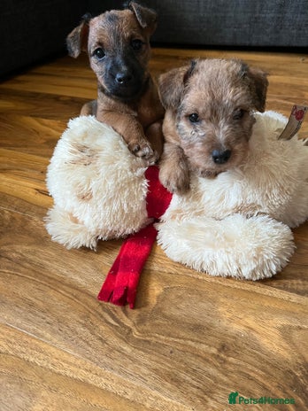 Lakeland Terrier dogs - Advert 4