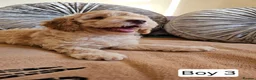 Cavapoo dogs for sale: Outstanding Cavapoo Puppies  - Advert 12