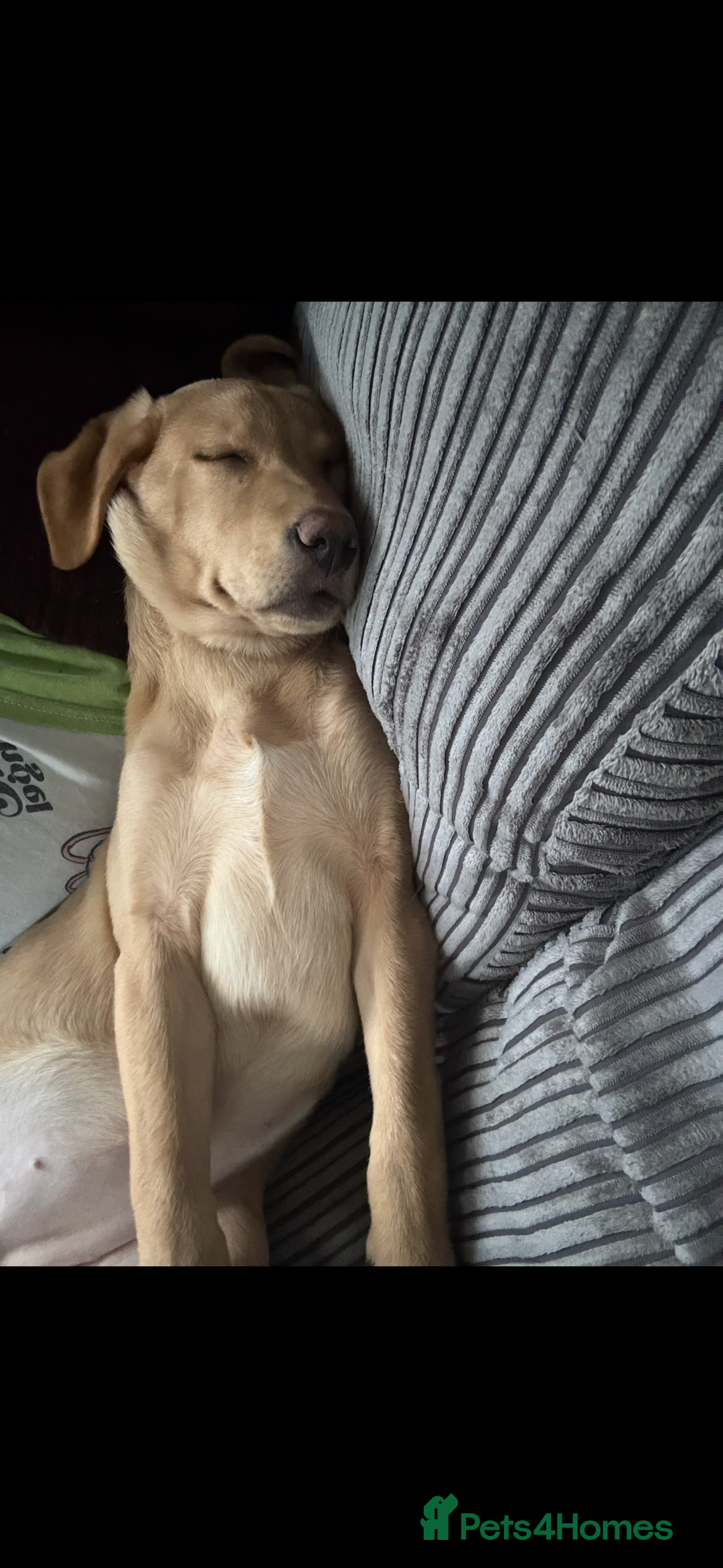 Labrador Retriever dogs for sale: Maisie  - Advert 3