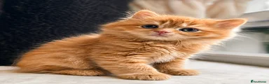 Mufasa 