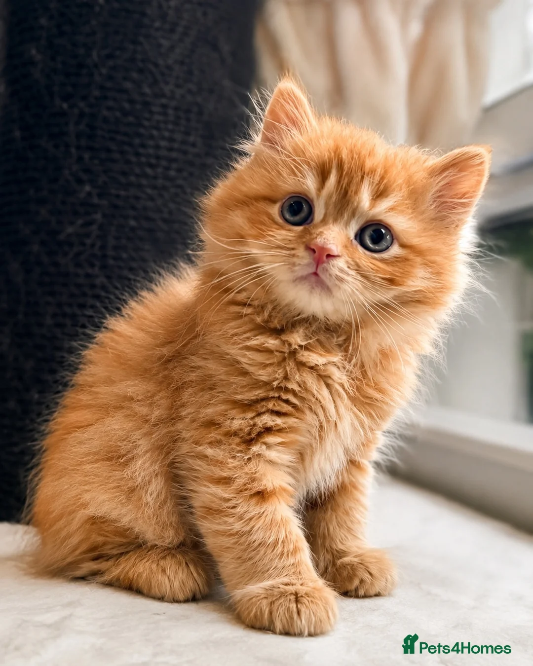 British Shorthair cats for sale: One BSH & One BLH Kittens  - Advert 2