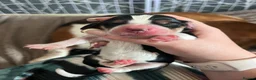 Basset Hound dogs for sale: Beautiful KC registered basset hounds - Advert 30