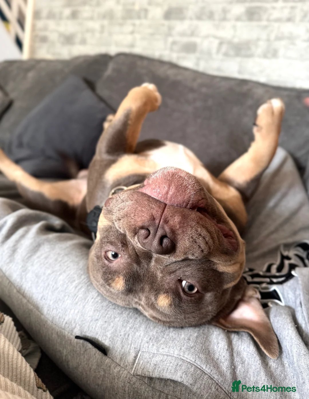 American Bully dogs for sale: Pocket/Mirco bully  - Advert 7