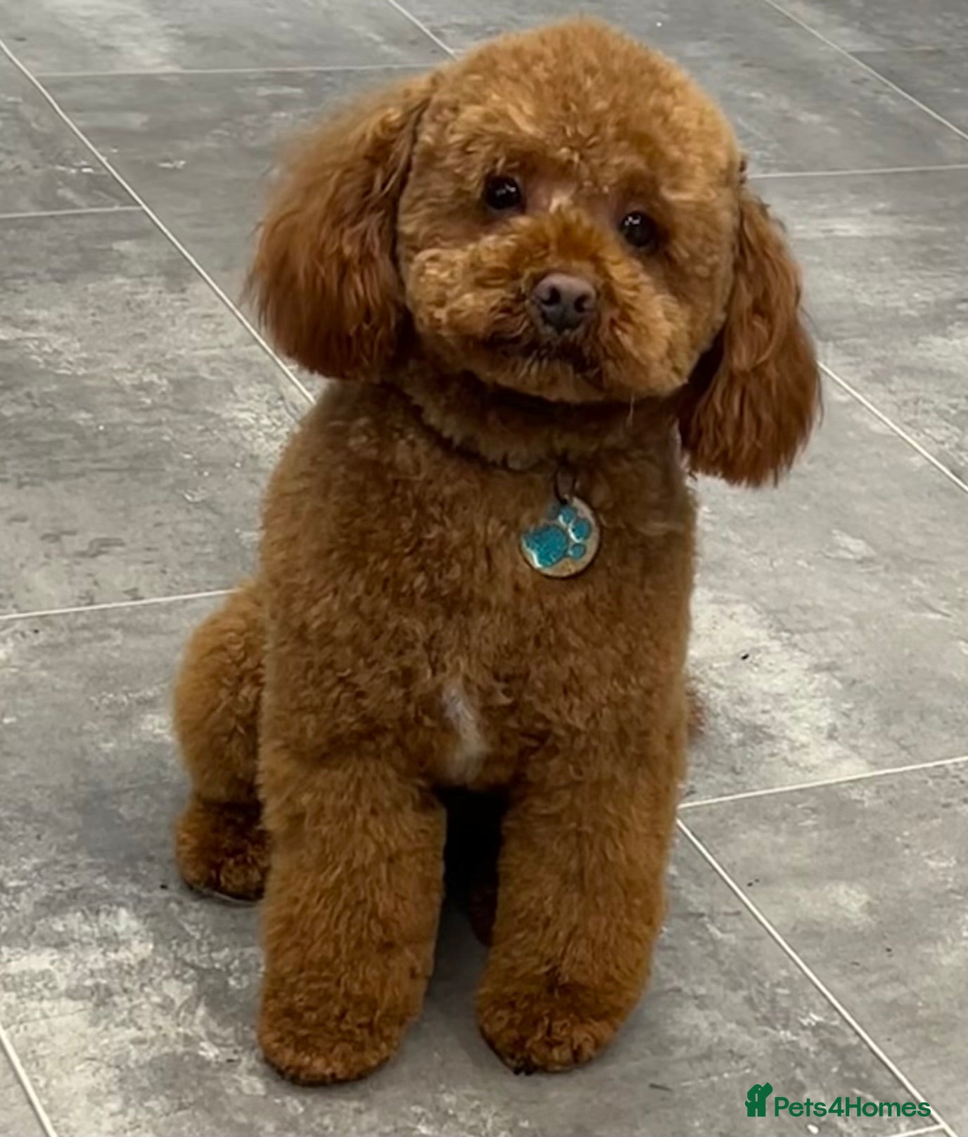 Miniature Poodle dogs Miniature poodle Kc reg pra clear tiny boy  in Ipswich - Advert 3