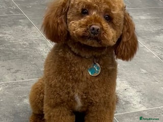 Miniature Poodle dogs Miniature poodle Kc reg pra clear tiny boy in Ipswich - Advert 9