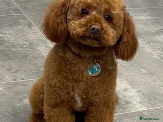 Miniature Poodle dogs Miniature poodle Kc reg pra clear tiny boy in Ipswich - Advert 20