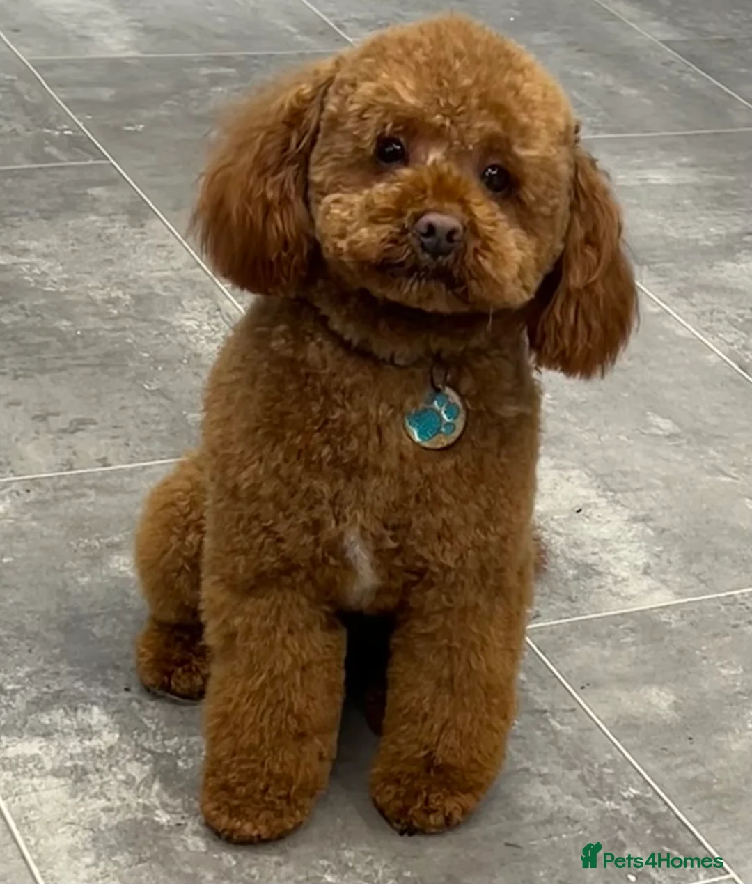 Miniature Poodle dogs for stud: Miniature poodle Kc reg pra clear tiny boy  in Ipswich - Advert 1