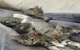 Mixed Breed cats for sale: 3 girls- 9 weeks- ready to go - Image 1