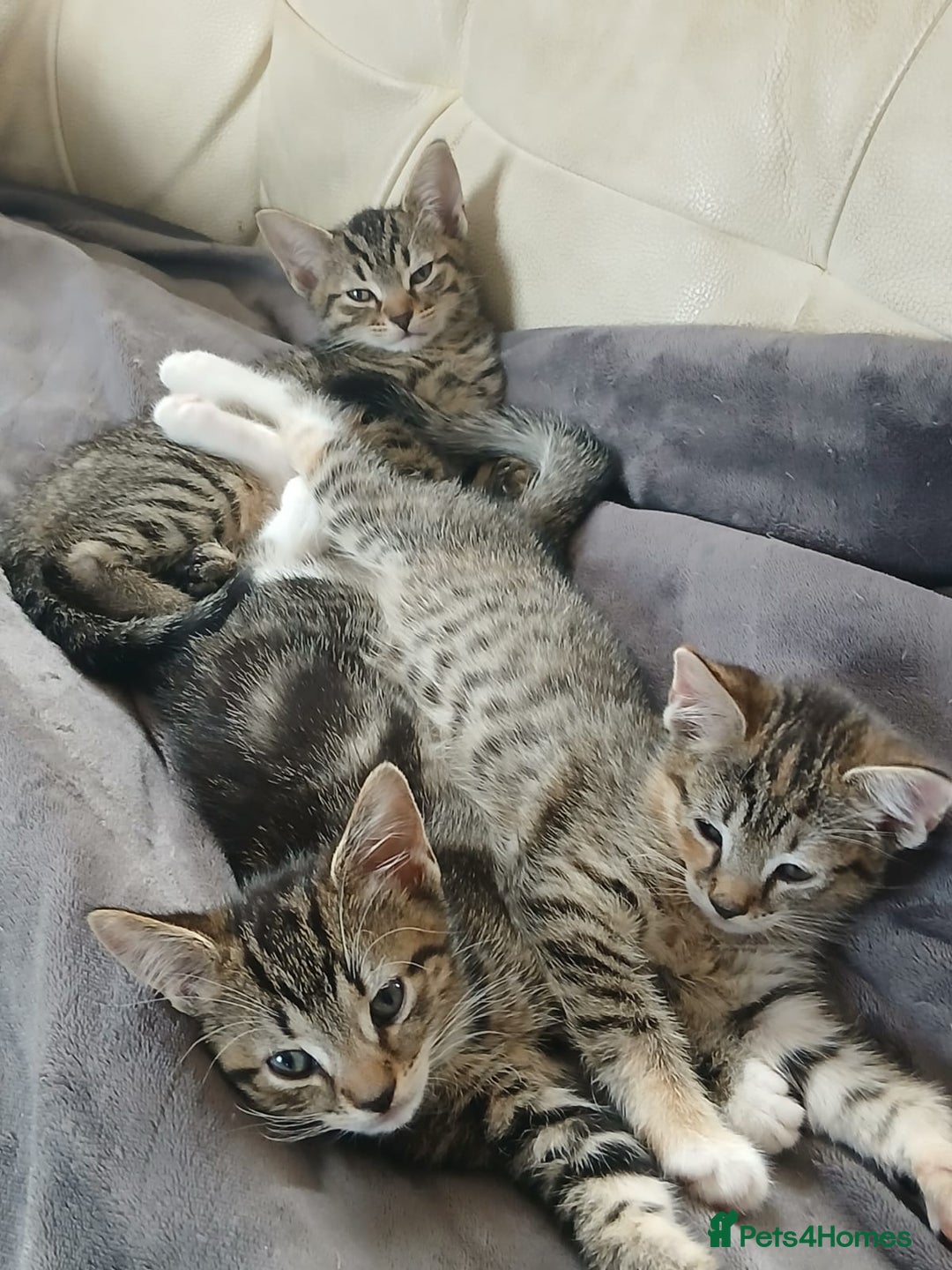 Mixed Breed cats for sale: 3 girls- 9 weeks- ready to go - Image 1