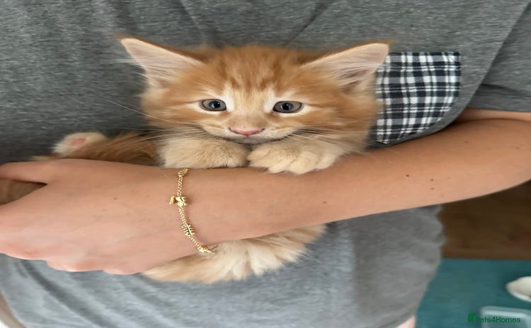 Mixed Breed cats - Advert 16