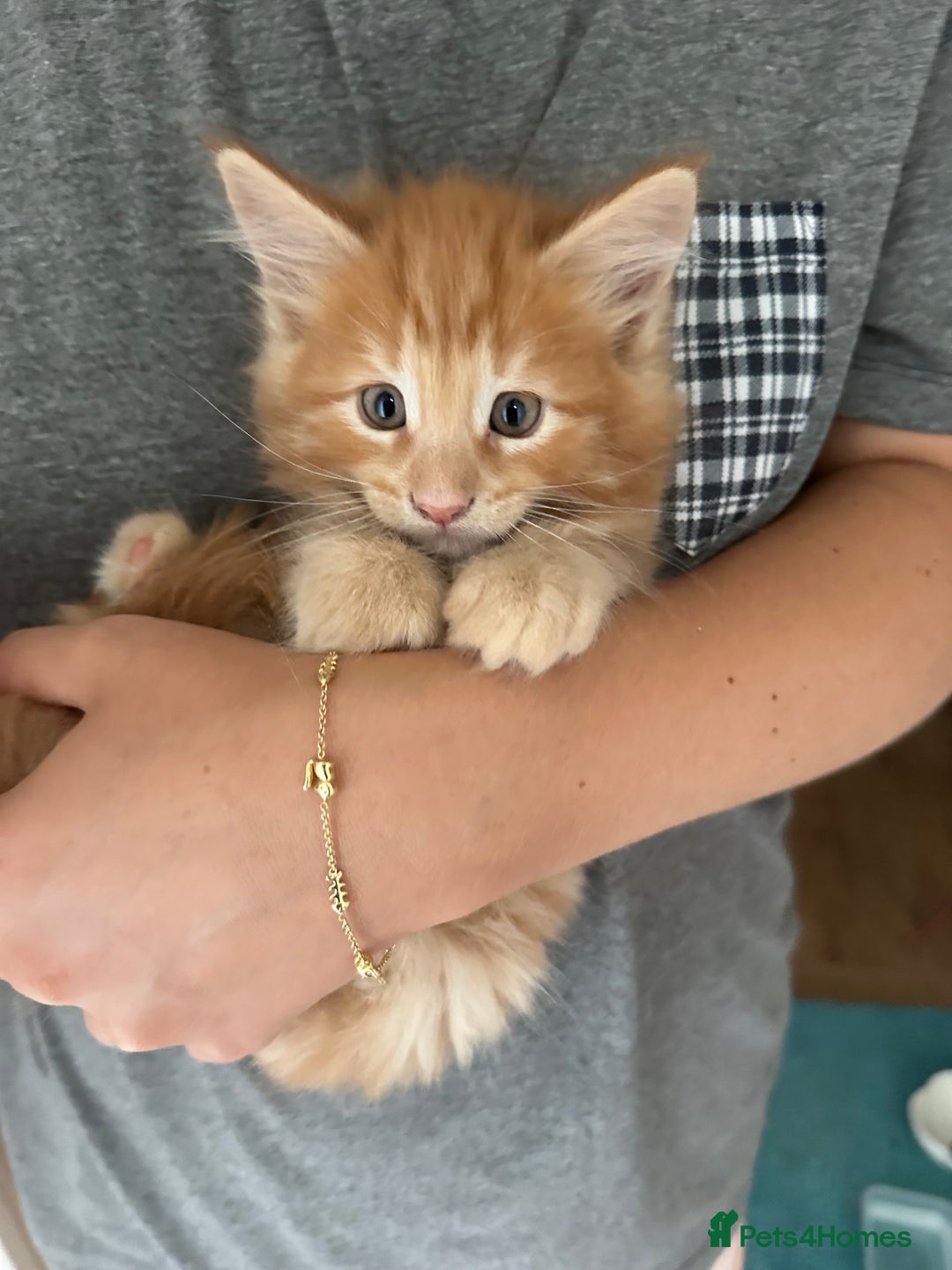 Mixed Breed cats for sale: 5 Maine Coon cross kittens available💞 - Image 1