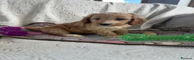 Cockapoo 4