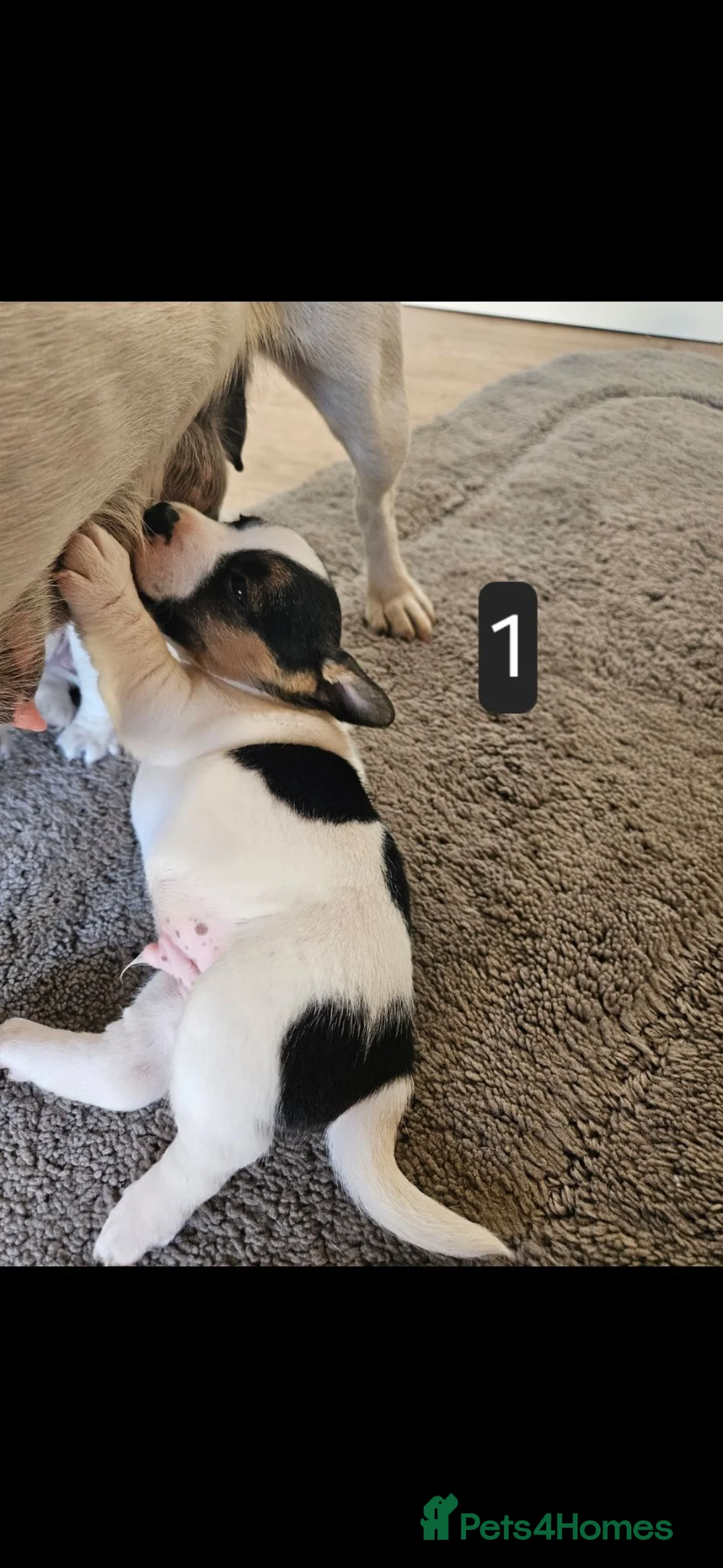 Jack Russell dogs for sale: Pure jackrussell puppies  - Advert 2