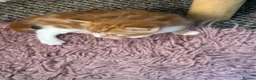 Mixed Breed cats for sale: Two cute fluffy kittens  - Advert 3