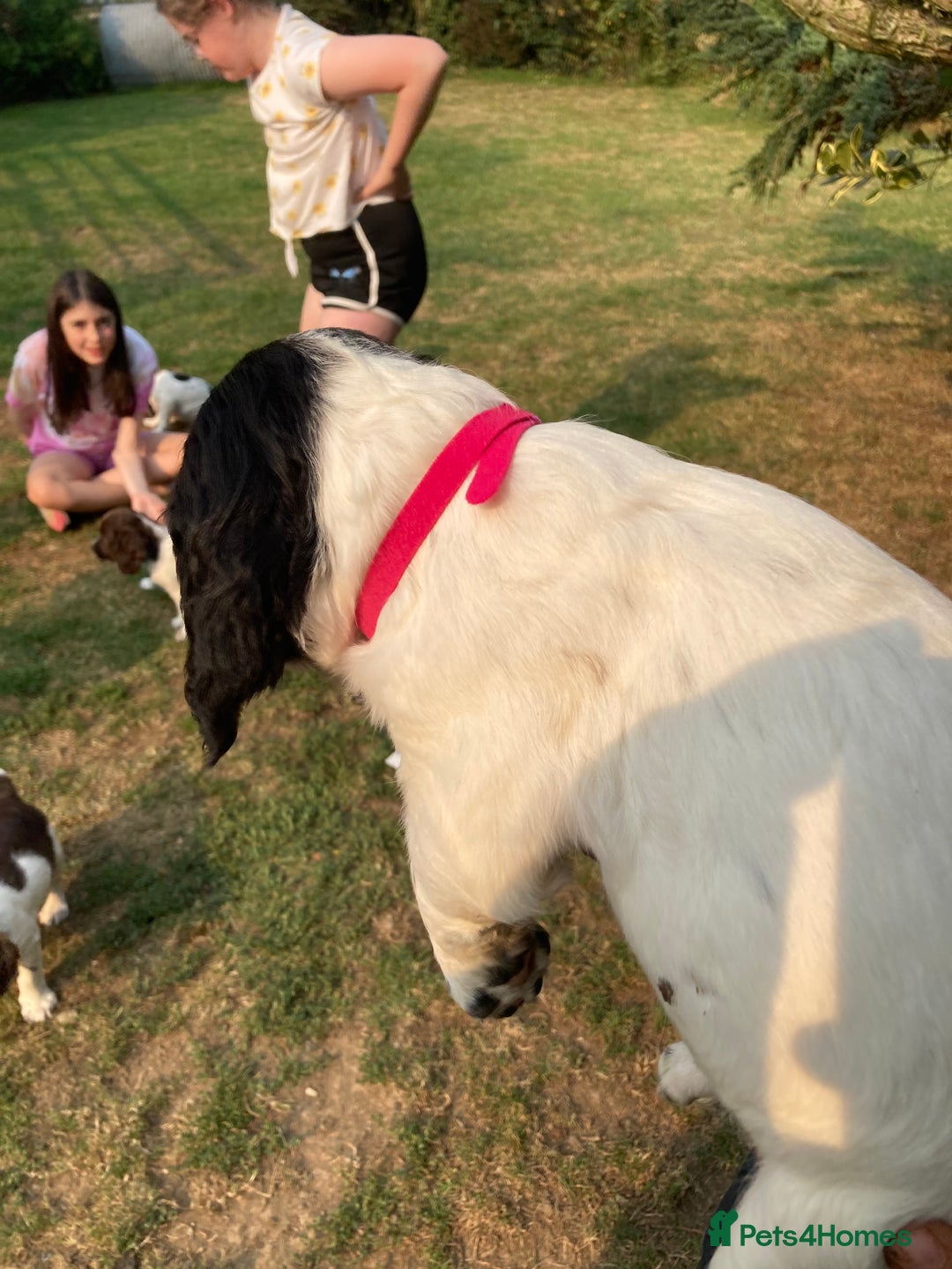 English Springer Spaniel dogs for sale: English Springer Spaniel Puppies - Image 16