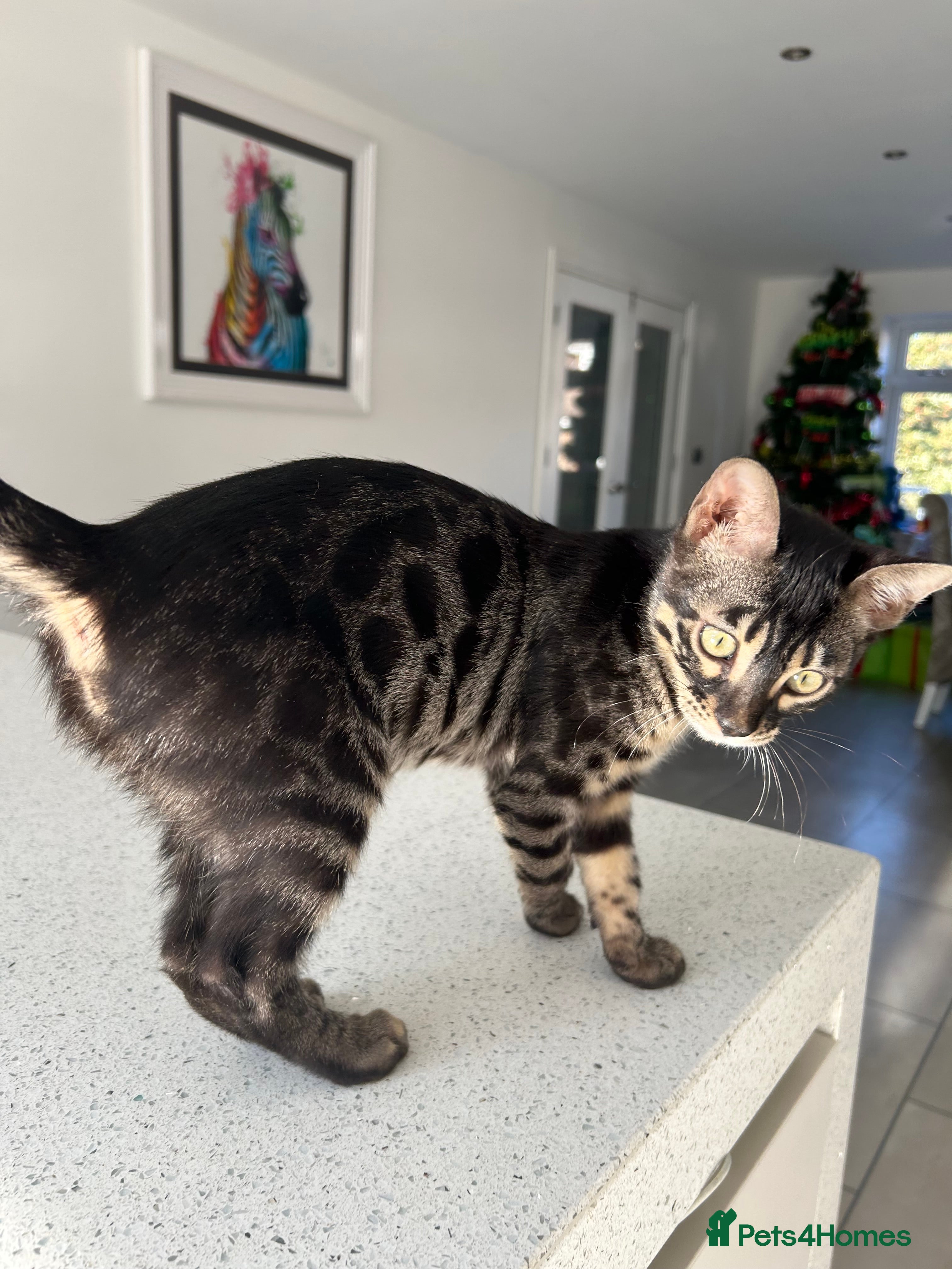 Bengal cats Stunning Charcoal Female Bengal Kitten - TICA - Advert 3