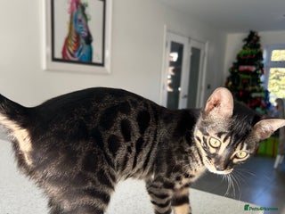 Bengal cats Stunning Charcoal Female Bengal Kitten - TICA - Advert 3