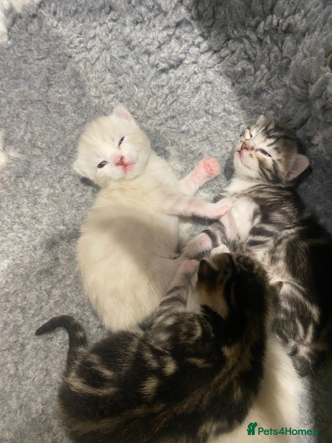 Bengal cats for sale: Bengal Cross Kittens  - Image 29