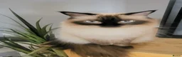 Ragdoll cats for sale: 3 beautiful fluffy ragdoll kittens - Advert 9
