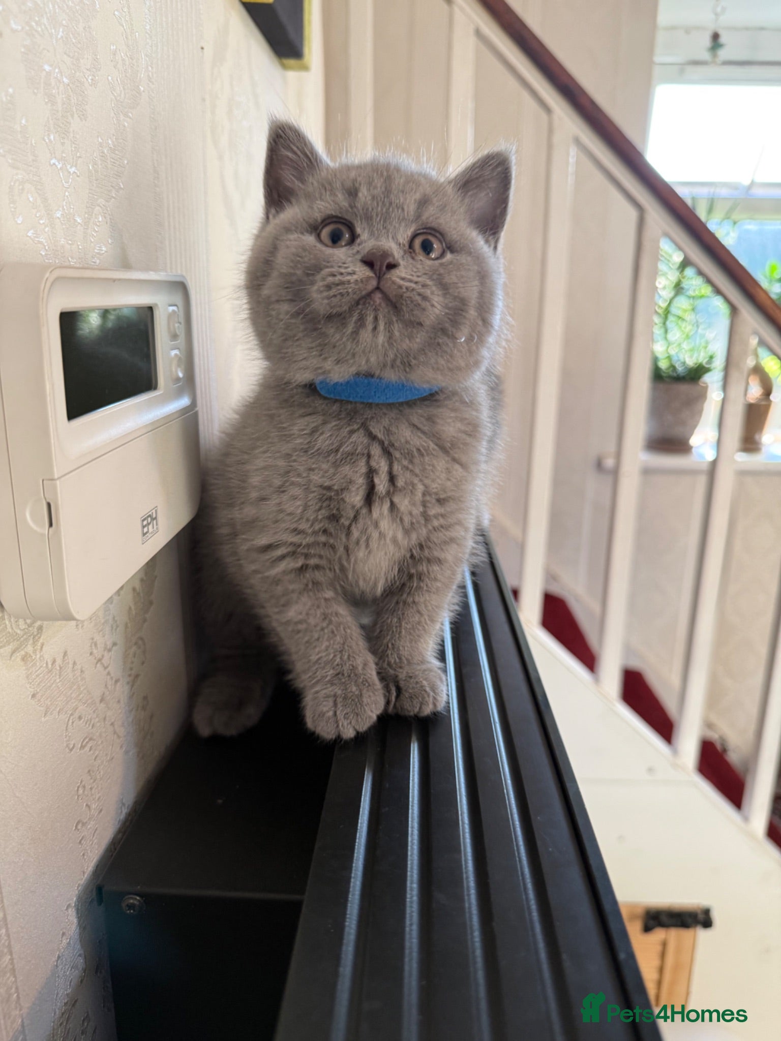 British Shorthair cats Exceptional BSH kittens  - Advert 2