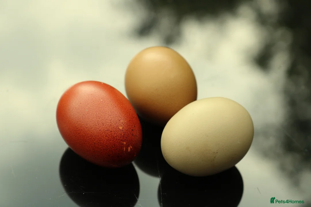 Chickens poultry for sale: French Black Copper Marans Cockerels - Advert 5
