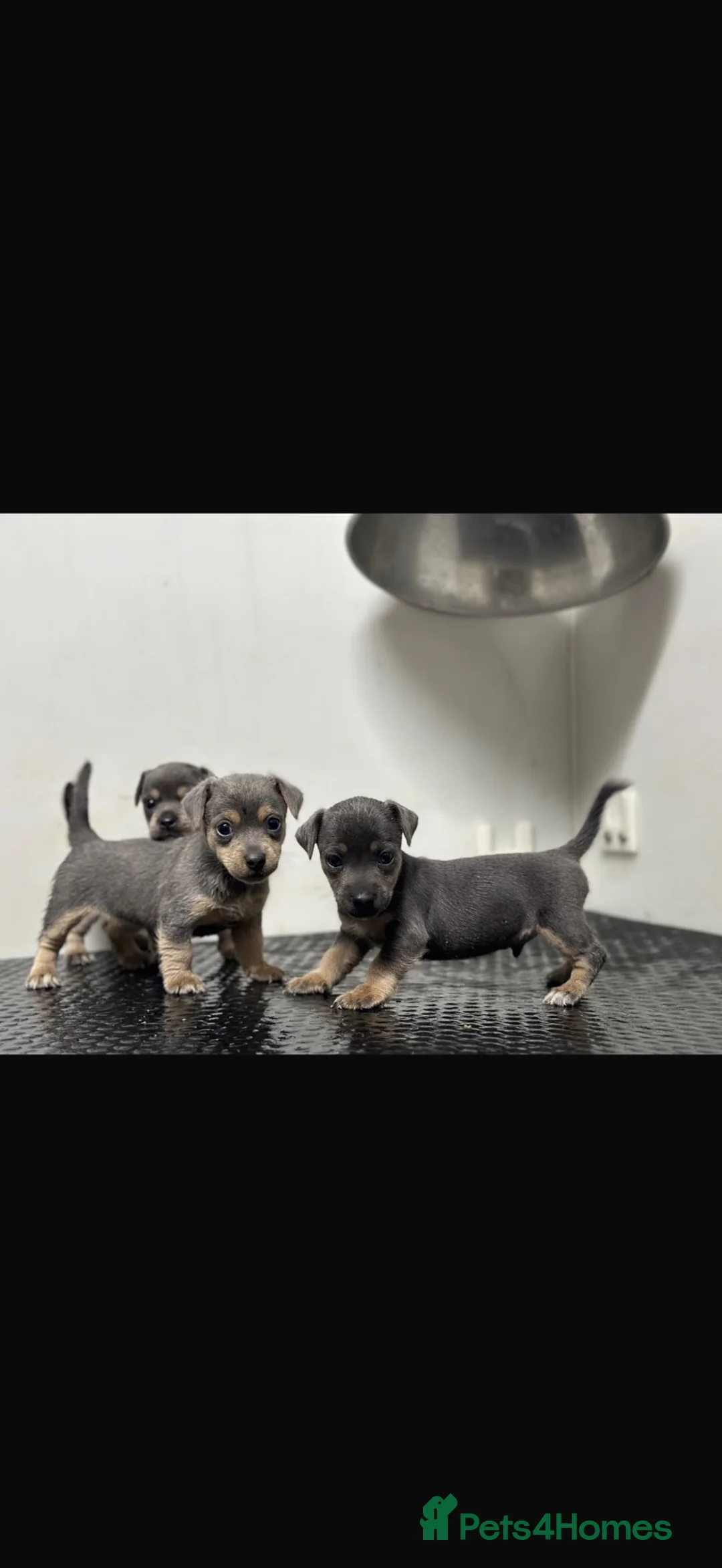 Jack Russell dogs for sale: Much wenlock Jack Russell’s  - Advert 2
