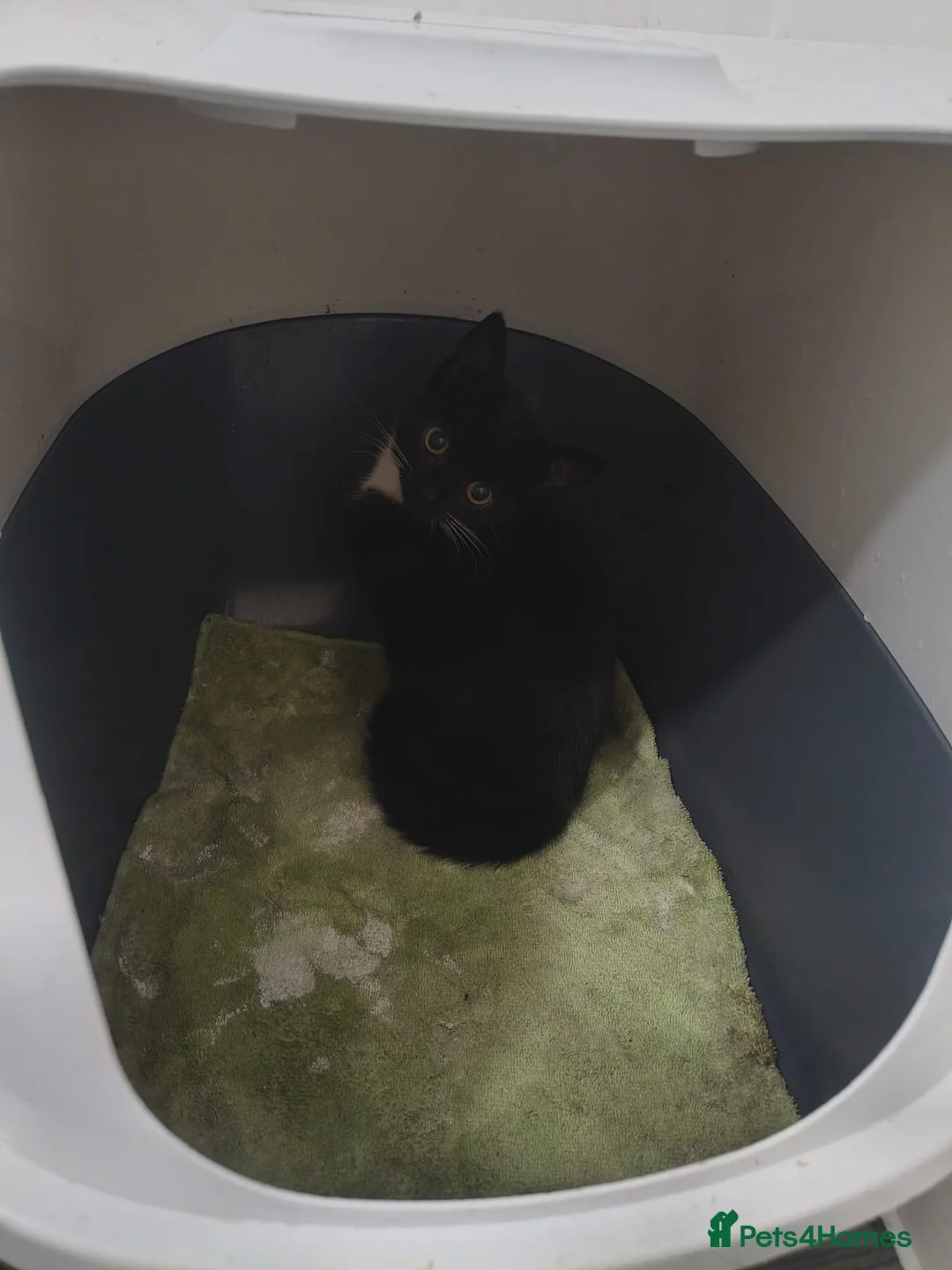 Mixed Breed cats for sale: Beautiful  - Advert 1