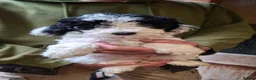 Cockapoo dogs for sale: F2 Cockapoo pups in Penrith - Advert 4