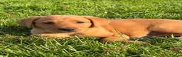 Labrador Retriever dogs for sale: Ready now Red Labrador puppies  - Advert 11