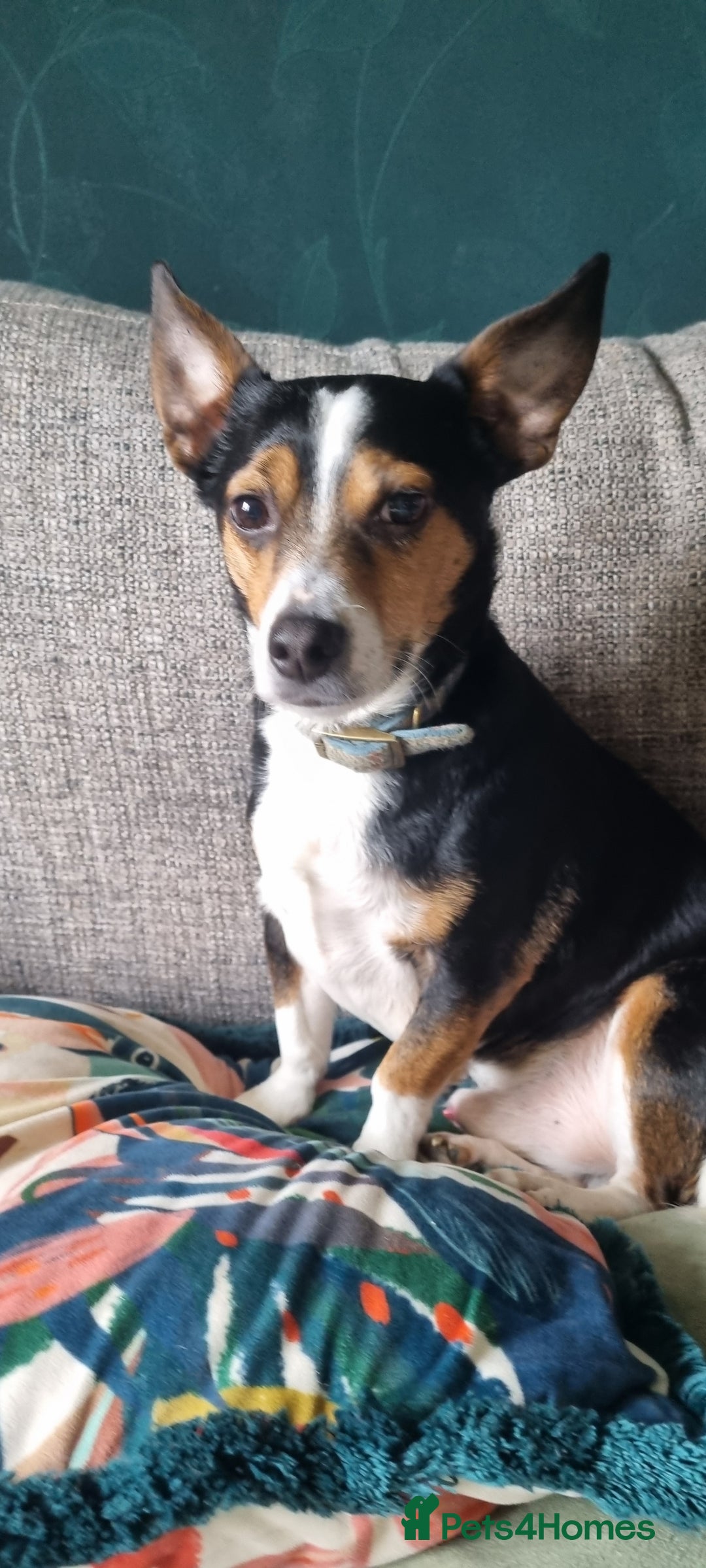Mixed Breed dogs for sale: 8 year old jack/chihuahua  - Image 3
