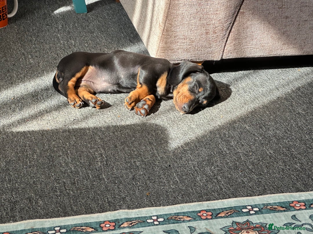 Dachshund dogs for sale: Beautiful dachshund  - Image 6