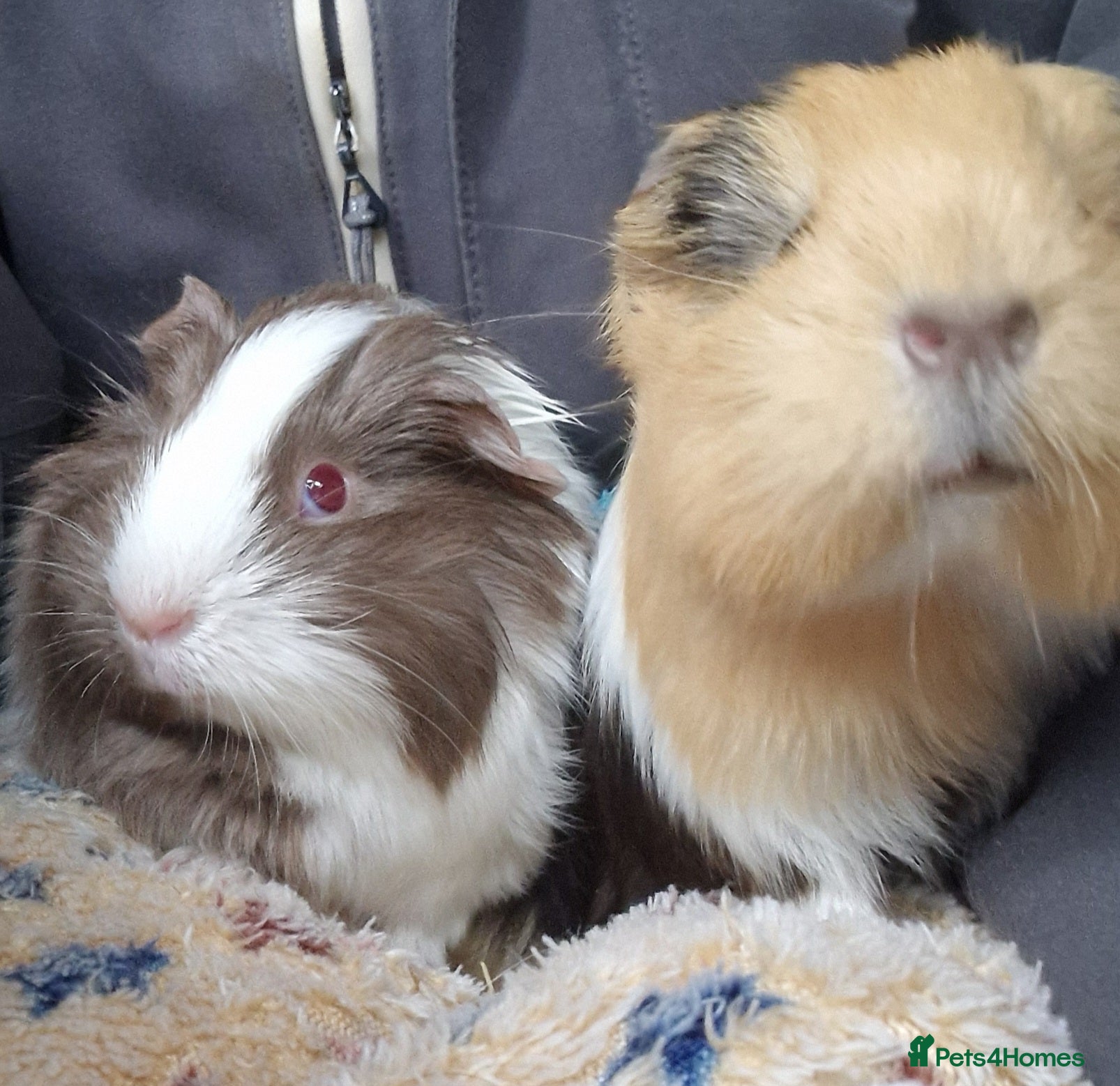 Guinea Pig rodents 💙2 shelte breed💙 / 24nd mar 26 - Advert 18