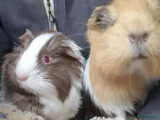 Guinea Pig rodents 💙2 shelte breed💙 / 24nd mar 26 - Advert 14