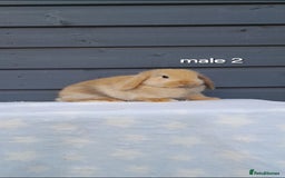 Mini Lop rabbits for sale: Purebred minilops - Image 4