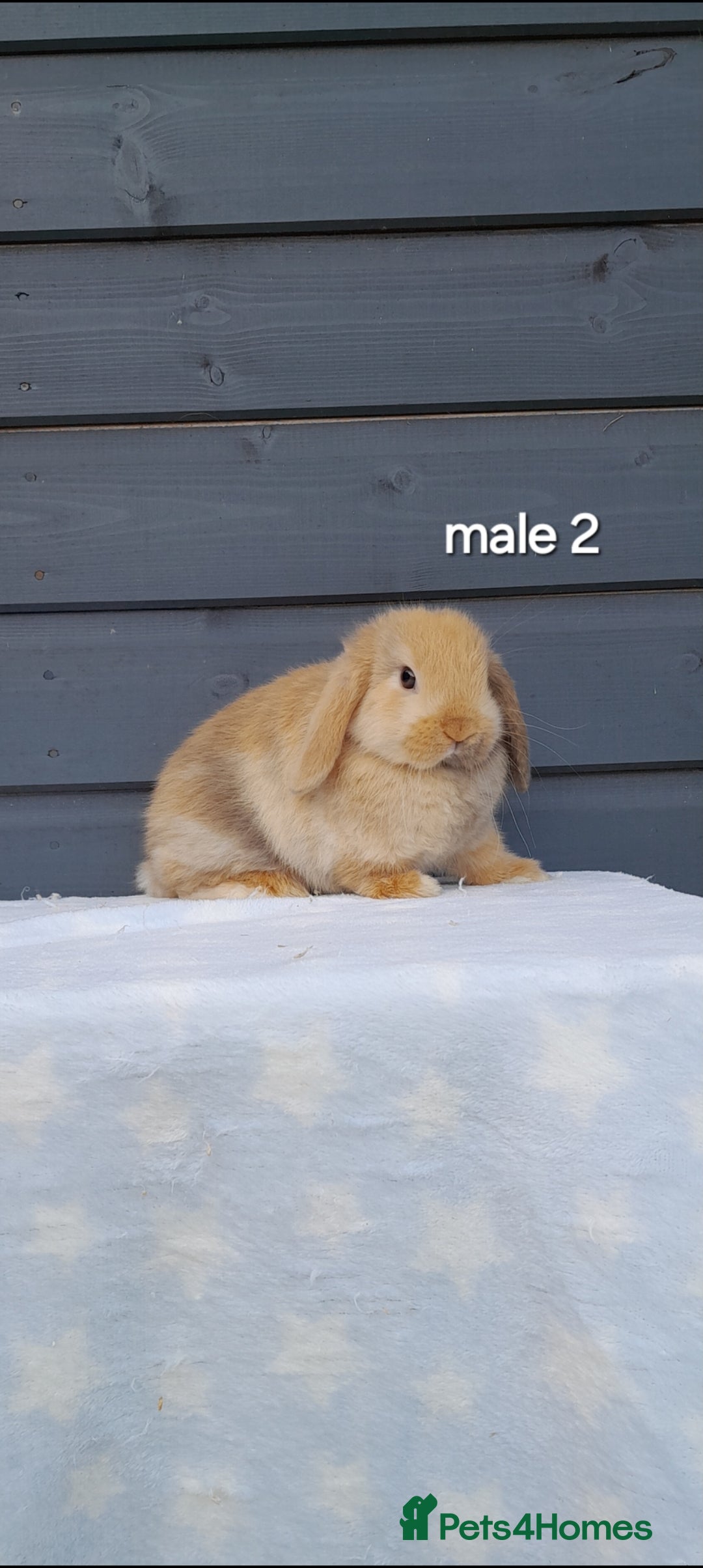 Mini Lop rabbits for sale: Purebred minilops - Image 4