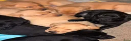 Labrador Retriever dogs for sale: Loving Labrador Puppies Seeking Forever Homes - Advert 30