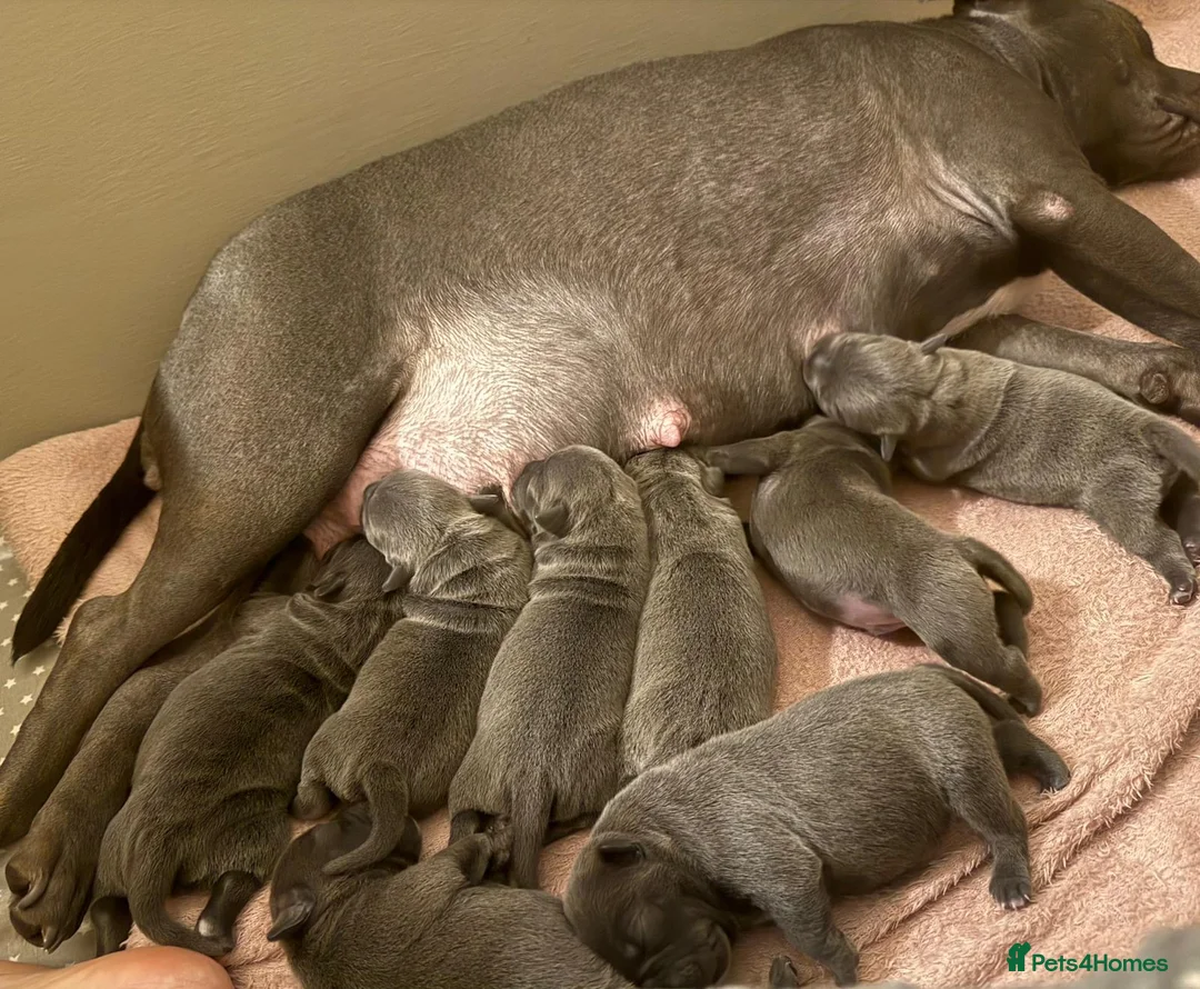 Staffordshire Bull Terrier dogs for sale: SUPERIOR BLUE STAFFORDSHIRE BULL TERRIER PUPS  - Advert 31