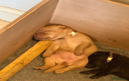 Labrador Retriever dogs for sale: 8 gorgeous chocolate/yellow girl & boy lab pups  - Image 6