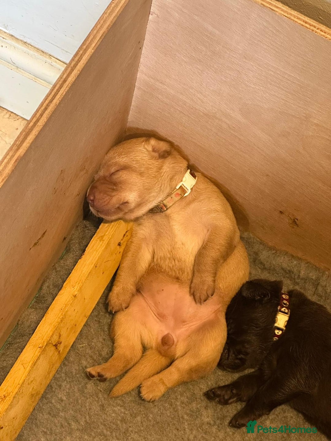 Labrador Retriever dogs for sale: 8 gorgeous chocolate/yellow girl & boy lab pups  - Image 6