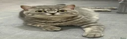 British Shorthair cats for sale: STUNNING LILAC TICKED TABBY GCCF FEMALE KITTENS  - Advert 17